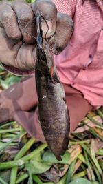 Close-up of hand holding fish