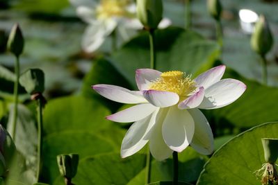 Close-up of white water lily