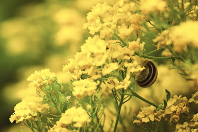 Close-up of snail on yellow flowers