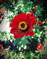 Close-up of red hibiscus blooming outdoors