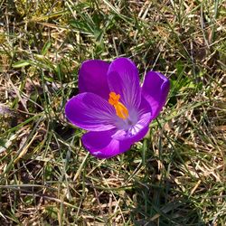 Close-up of purple flowers blooming in field