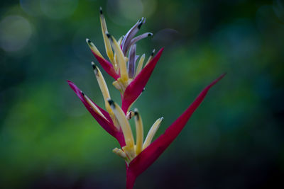 Close-up of pink flower bud