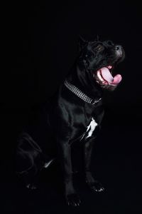 Close-up of dog against black background