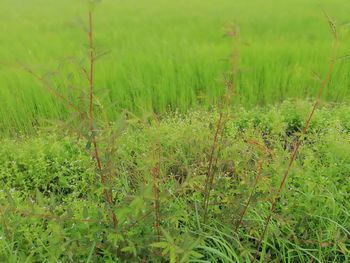 Plants growing on field