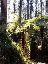 Trees in forest