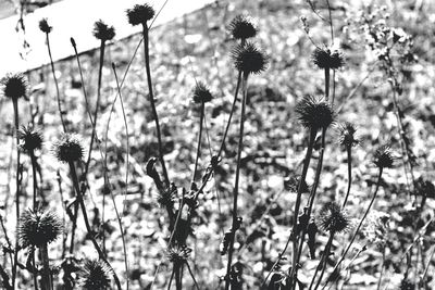 Close-up of thistle flowers against sky