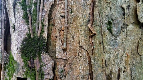 Full frame shot of tree trunk