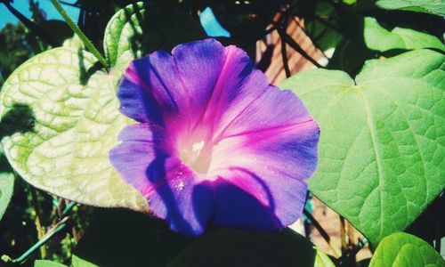 Close-up of purple flower