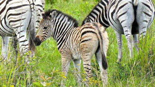 Zebras in zebra