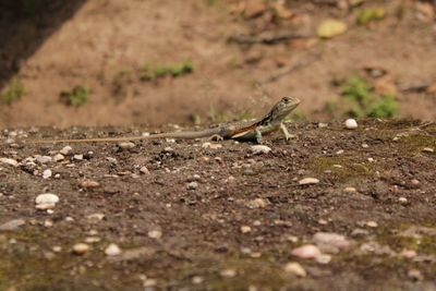 Close-up of lizard on ground