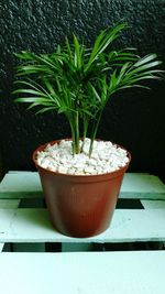 Close-up of plant on table