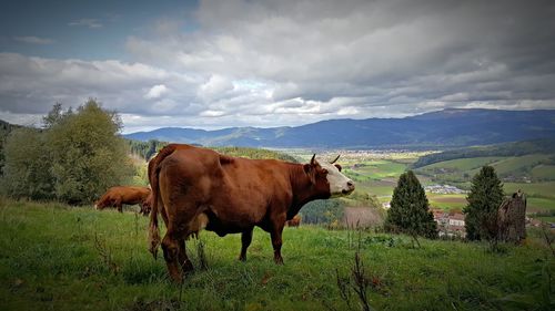 Cows grazing on field against cloudy sky