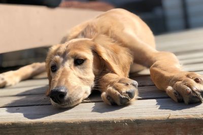 Close-up of dog resting on wooden floor