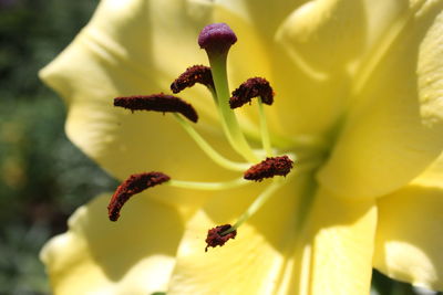 Close-up of yellow flowering plant