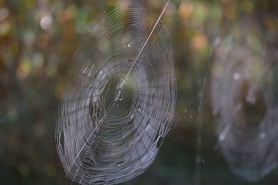 Close-up of spider on web