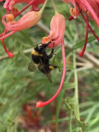 Close-up of bee pollinating on flower