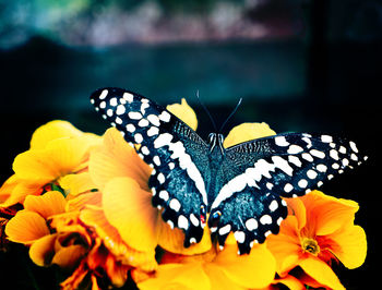 Close-up of butterfly pollinating on flower