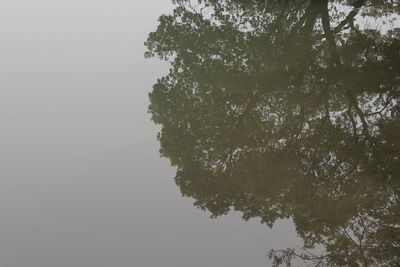 Tree by lake against sky