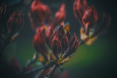 Close-up of flowering plant