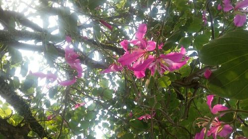 Low angle view of pink flowers blooming on tree