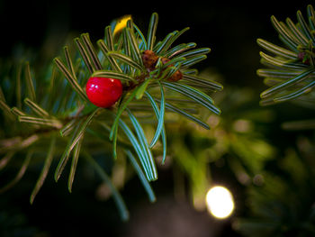 Close-up of red berries growing on tree