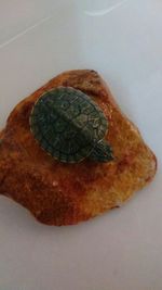 Close-up of bread in plate