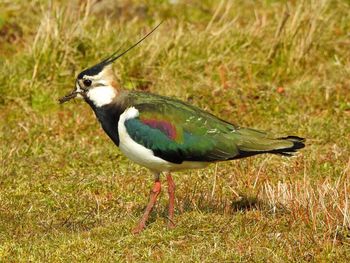 Close-up of a bird on field