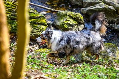 Dog standing on land