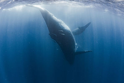 Close-up of swimming in sea