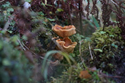 Close-up of flowers against blurred background