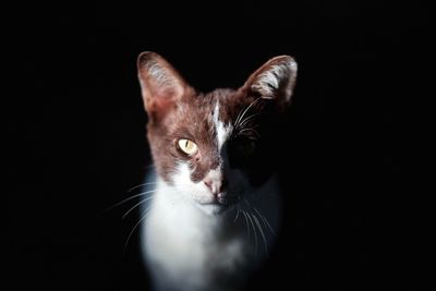 Portrait of cat against black background