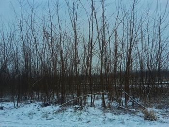 Close-up of snow covered trees against sky