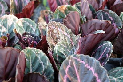 Close-up of plants