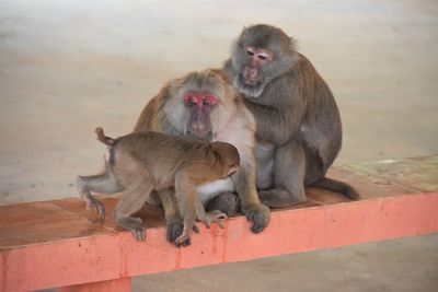 Close-up of monkeys in monkey cave, chiang rai, thailand