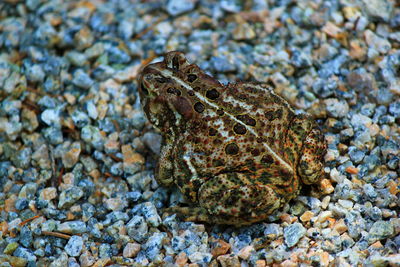 High angle view of frog on gravels