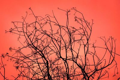 Low angle view of bare trees against sky at sunset