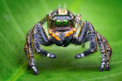 Close-up of spider