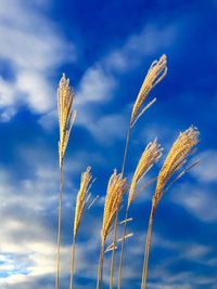 Low angle view of flowers against blue sky