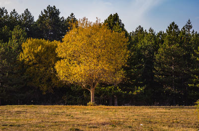 Trees in forest against sky during autumn