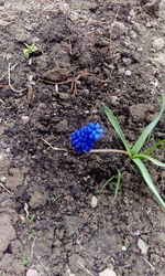 High angle view of flower plant