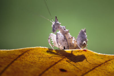 Close-up of praying mantis on leaf