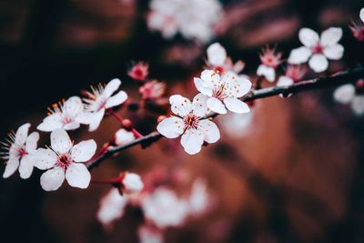 Close-up of cherry blossoms in spring