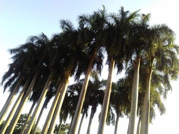 Low angle view of palm trees against clear sky