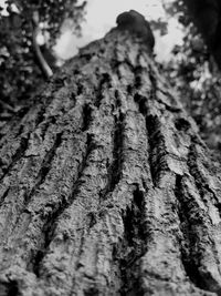 Full frame shot of tree trunk