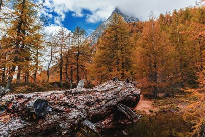 Trees in forest during autumn