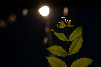 Close-up of illuminated plant against black background