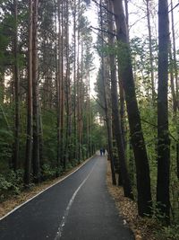 Empty road along trees in forest