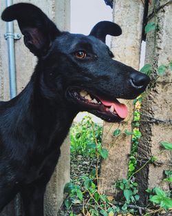 Close-up of black dog standing outdoors