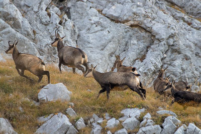 Side view of sheep on rock