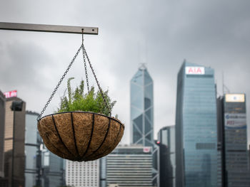 Low angle view of potted plant hanging against buildings in city